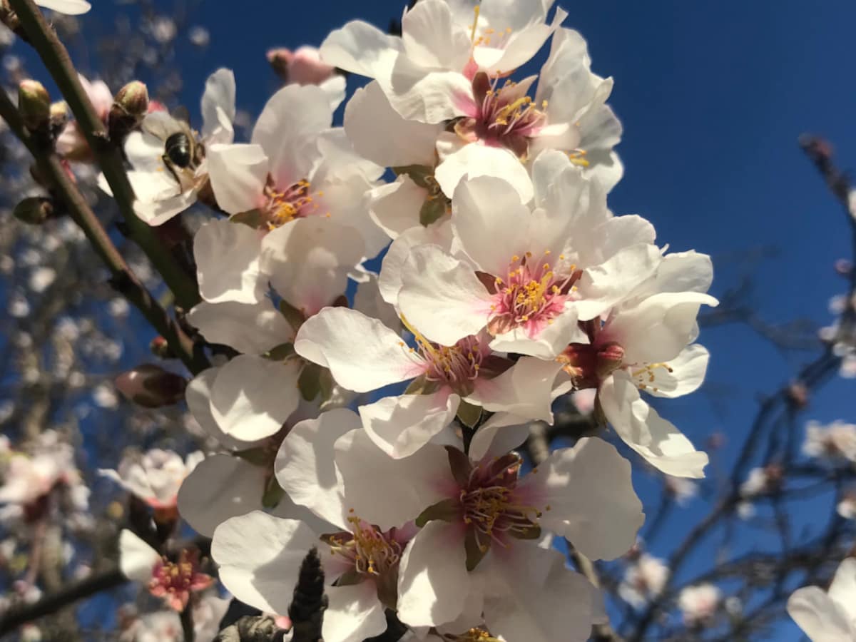 A bloom from an almond tree in Spain
