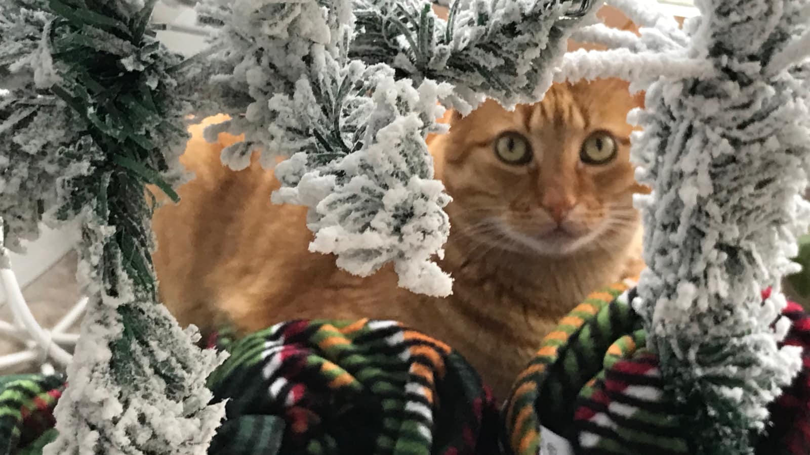 An orange cat looks at the camera from underneath a holiday tree.