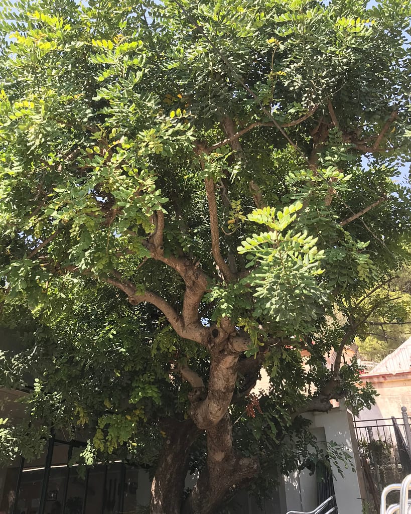 Gallery picture La Garrofera or Algarroba - Carob tree