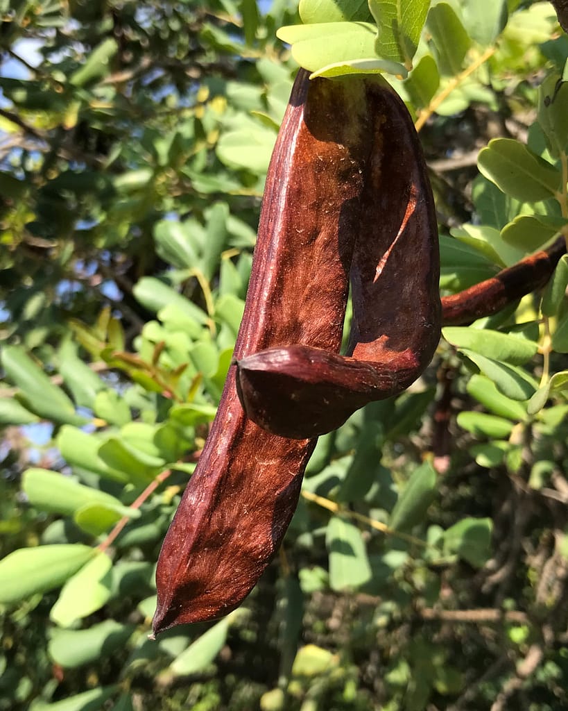 Gallery picture La Garrofera or Algarroba - Carob bean hanging from tree branch