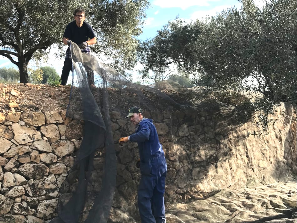 Two men working to spread out the netting to catch fallen olives in Pedralba, Spain.